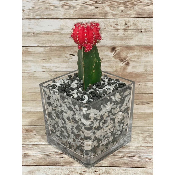 Cactus Rojo Grande Cuarzo Mixto